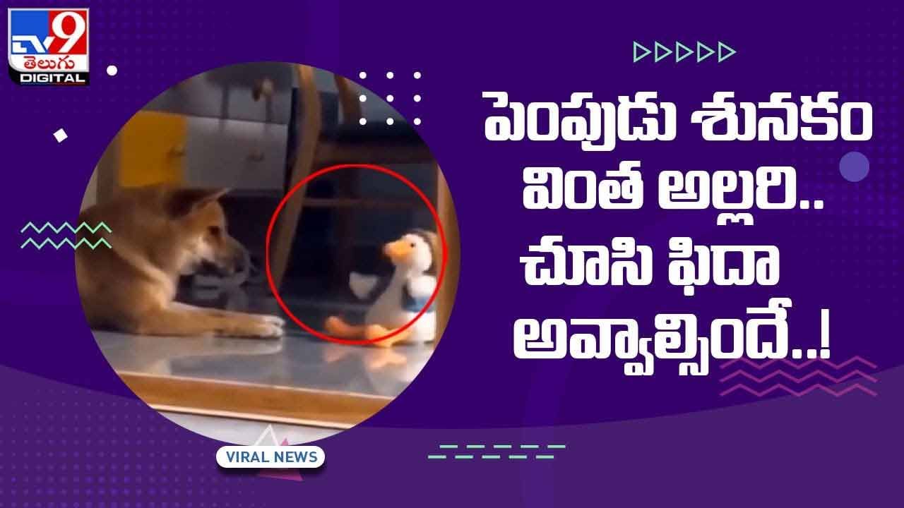 Viral Video: పెంపుడు శునకం వింత అల్లరి !! చూసి ఫిదా అవ్వాల్సిందే.. వీడియో