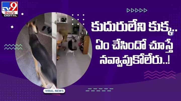 కుదురులేని కుక్క !! ఏం చేసిందో చూస్తే నవ్వాపుకోలేరు.. వీడియో కుదురులేని కుక్క !! ఏం చేసిందో చూస్తే నవ్వాపుకోలేరు.. వీడియో