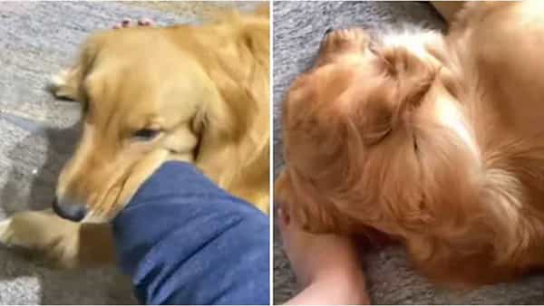 Viral Video: యజమాని కాలికి గాయం.. కాపడం పెడుతున్న పెంపుడు కుక్క.. నెటిజన్లు ఫిదా..!