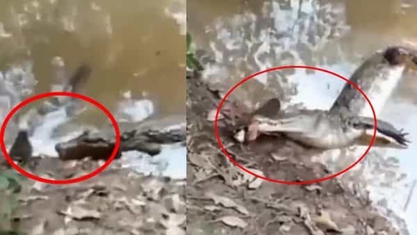 Viral Video: ఎలక్ట్రిక్ ఈల్ను వేటాడాలనుకున్న మొసలి.. షాకింగ్.. ఊహించని విషాదాంతం..