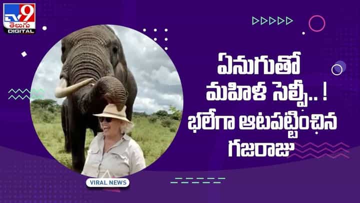 Viral Video: ఏనుగుతో మహిళ సెల్ఫీ !! భలేగా ఆటపట్టించిన గజరాజు.. వీడియో Viral Video: ఏనుగుతో మహిళ సెల్ఫీ !! భలేగా ఆటపట్టించిన గజరాజు.. వీడియో