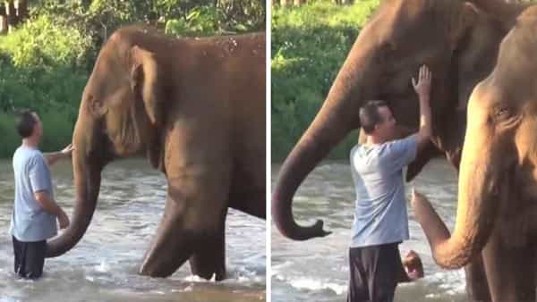 Viral Video: 14 నెలల తర్వాత సంరక్షకుడిని కలిసిన ఏనుగుల గుంపు.. వాటి ప్రేమకు నెటిజన్లు ఫిదా..