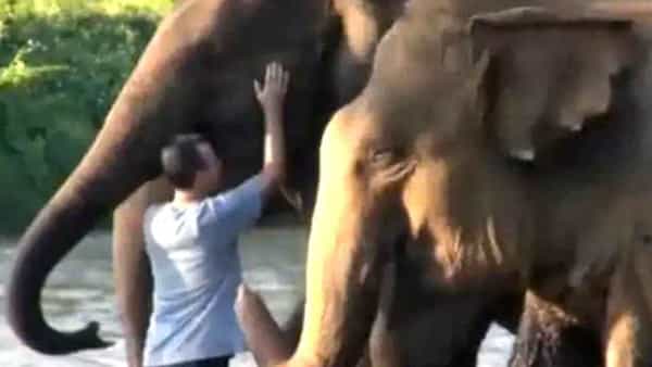 Viral Video: చాలాకాలం తర్వాత సంరక్షకుడిని చూసి ఏనుగుల భావోద్వేగం.. నెటిజన్లను ఆకట్టుకుంటున్న వీడియో..