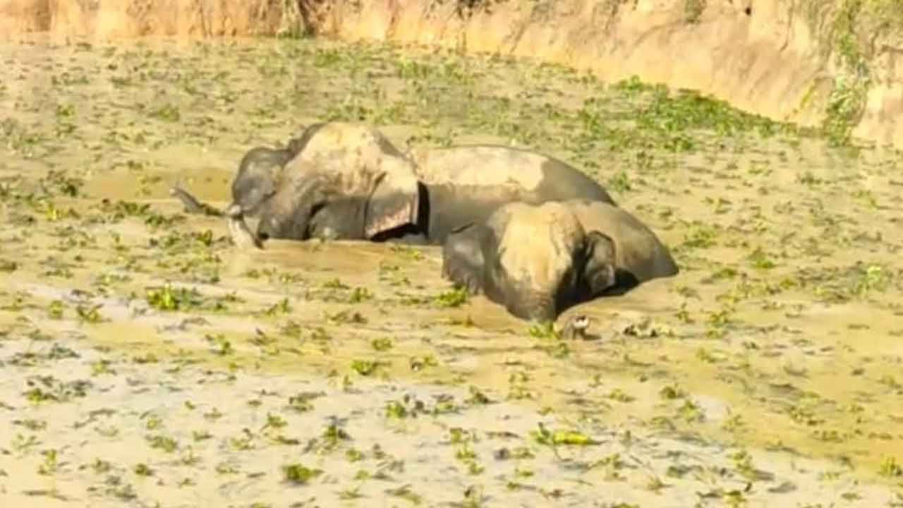 Elephants: బురద చెరువులో కూరుకుపోయిన ఏనుగుల మంద.. చూస్తుండగానే..!