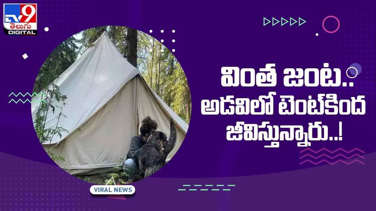 Vrial Video: వింత జంట.. అడవిలో టెంట్‌కింద.. !! వీడియో