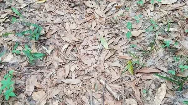 Viral Photo: ఈ ఫోటోలో ఓ పాము దాగుంది.. కనిపెట్టండి చూద్దాం.. అంత ఈజీ కాదండోయ్