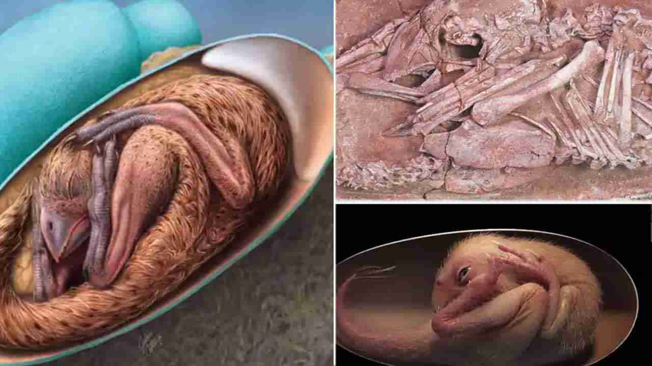 Fossils of Dinosaur Egg: అరుదైన డైనోసార్ గుడ్డు శిలాజం.. ఏడు కోట్ల ఏళ్లయినా.. చెక్కుచెదరని రూపం..