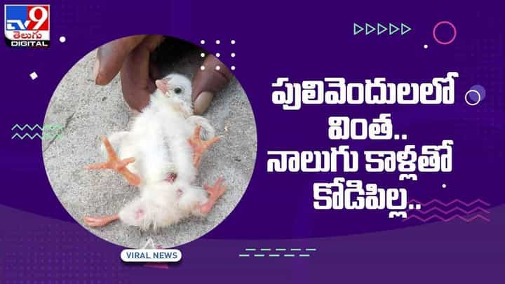 Viral Video: పులివెందులలో వింత !! నాలుగు కాళ్లతో కోడిపిల్ల !! వీడియో Viral Video: పులివెందులలో వింత !! నాలుగు కాళ్లతో కోడిపిల్ల !! వీడియో