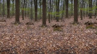 Fact check: బబుల్ టీ గురించి మీకు తెలుసా.. ఇందులో ఏం కలుపుతారో తేలిపోయిందోచ్..