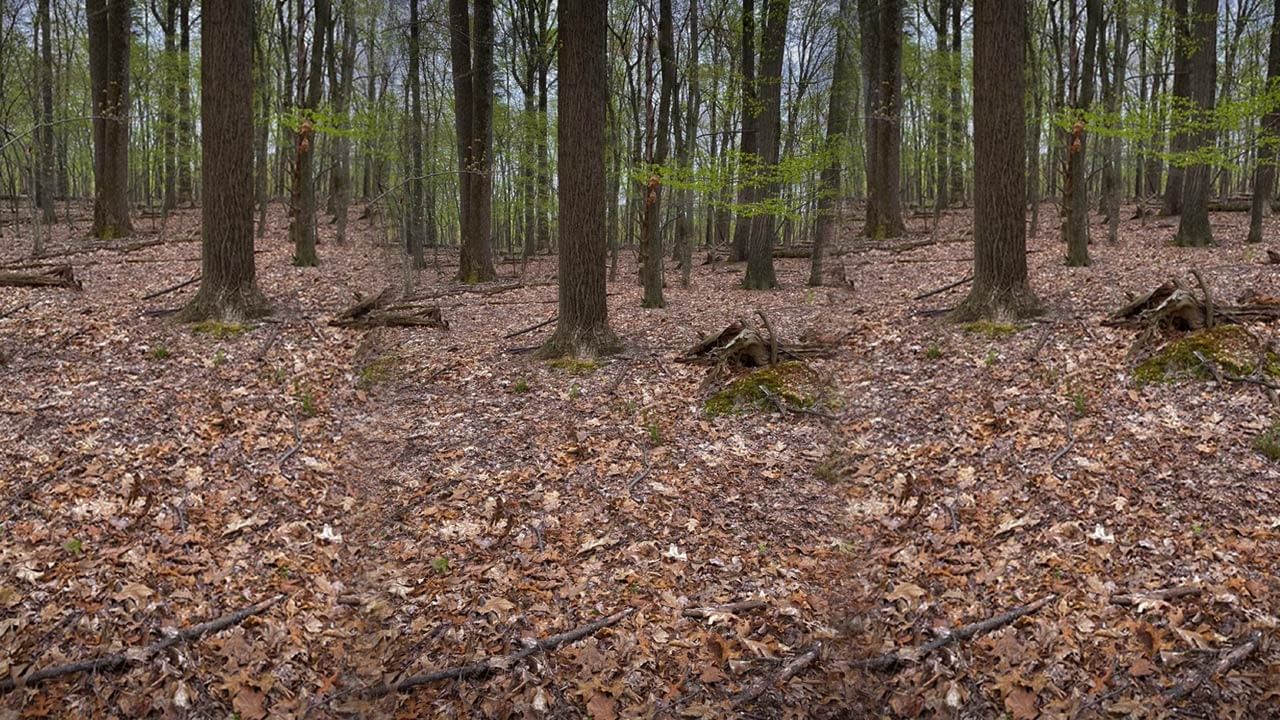 Viral Photo: ఈ ఫోటోలో నక్కిన నక్కను కనిపెట్టండి చూద్దాం.. ఖచ్చితంగా సాల్వ్ చేయలేరు!