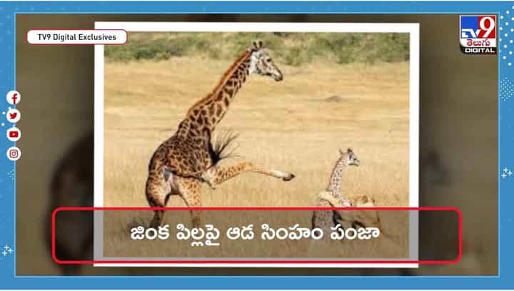 జిరాఫీ పిల్లను వేటాడిన ఆడ సింహం !! కట్ చేస్తే సీన్ రివర్స్ !! వీడియో జిరాఫీ పిల్లను వేటాడిన ఆడ సింహం !! కట్ చేస్తే సీన్ రివర్స్ !! వీడియో