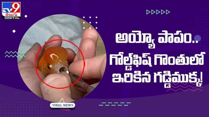 గడ్డి ముక్క గొంతులో ఇరుక్కోవటంతో తల్లడిల్లిన గోల్డ్ఫిష్ !! వీడియో గడ్డి ముక్క గొంతులో ఇరుక్కోవటంతో తల్లడిల్లిన గోల్డ్ఫిష్ !! వీడియో