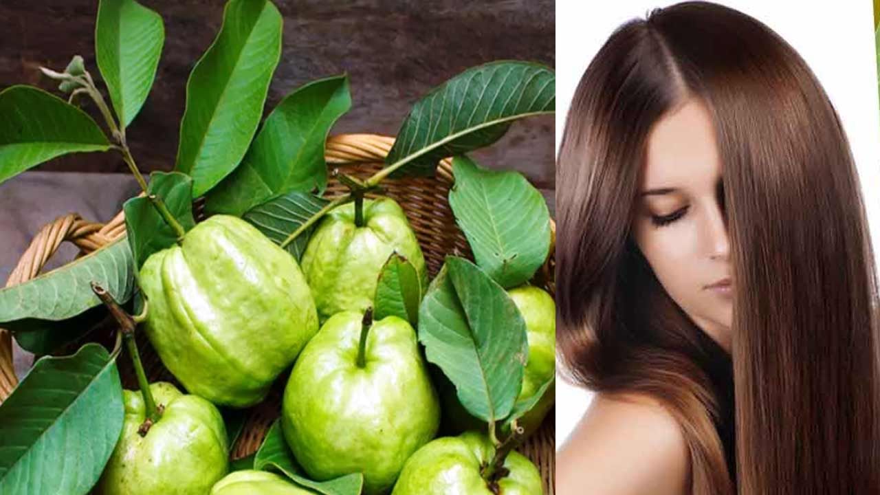 Guava Leaves: Check for hair problems with guava leaves .. Many benefits if  used like this .. | Know use guava leaves for hair problems and long hair |  PiPa News