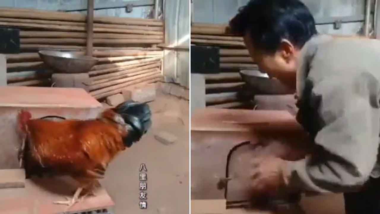 Viral Video: పుంజుకు తన పెట్టను చేరుకోవడం తెలీదా.. నెట్టింట వైరల్ అవుతోన్న వీడియో
