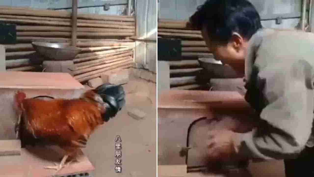 Viral Video: పుంజుకు తన పెట్టను చేరుకోవడం తెలీదా.. నెట్టింట వైరల్ అవుతోన్న వీడియో
