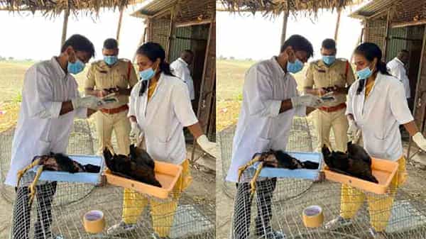 Natu Kollu: అనుమానస్పదంగా నాటుకోళ్లు మృతి.. కేసు నమోదు.. శాంపిల్స్ను ల్యాబ్కు పంపిన పశు వైద్యులు