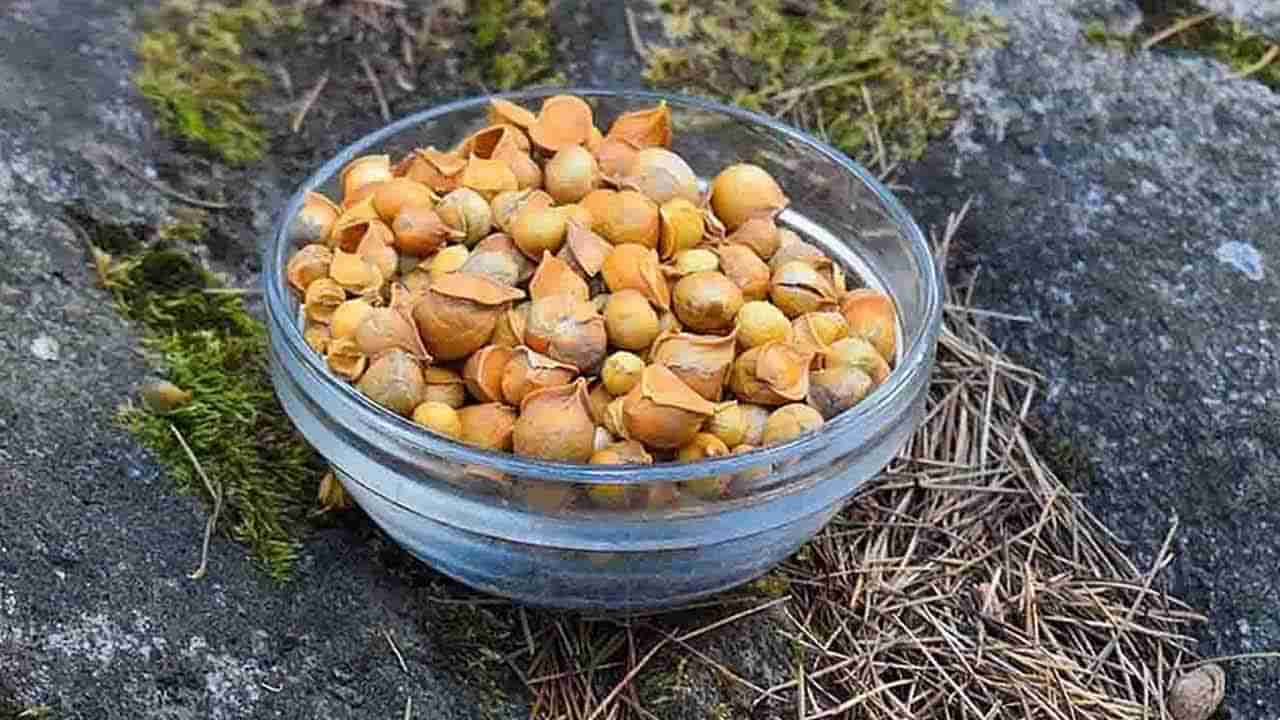 Himalayan Garlic: హిమాలయన్ వెల్లుల్లి తింటే ఎంత లావు పొట్ట అయినా ఆమ్‌ ఫట్..