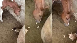 Viral Video: ఓర్నీ! ఇదేం లవ్ ప్రపోజ్ మావా.. ప్రియురాలికి దిమ్మతిరిగే షాక్ ఇచ్చాడుగా.. వీడియో వైరల్!