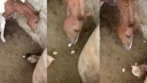 Horse Eats Chicken: మాంచి ఆకలి మీదున్న గుర్రం లటక్కున కోడిపిల్లను మింగేసింది.. వీడియో చూస్తే షాక్ అవుతారు..