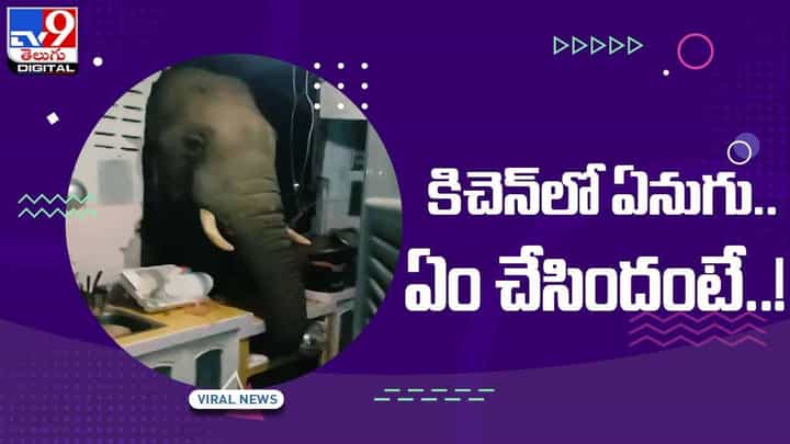 Viral Video: ఏనుగు దొంగలా కిచెన్ లో దూరి ఏం చేసిందంటే ?? వీడియో Viral Video: ఏనుగు దొంగలా కిచెన్ లో దూరి ఏం చేసిందంటే ?? వీడియో