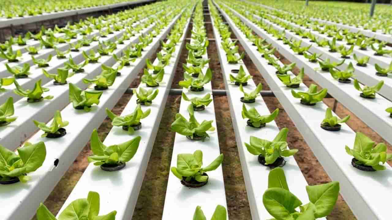 Hydroponic Farming: వాహ్ హైదరాబాద్.. మట్టి లేకుండానే కూరగాయల సాగు.. పూర్తి వివరాలివే..!