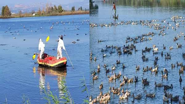Avian Flu: మనవాళిపై పగబట్టిన వైరస్లు.. ఆదేశంలో వేగంగా విజృంభిస్తున్న బర్డ్ ఫ్లూ.. 5వేల కొంగలు మృతి.. 5 లక్షల కోళ్లు చంపివేత..