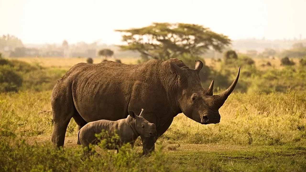 Rhino Horn: ఖడ్గ మృగం కొమ్ములు బంగారం కంటే ఖరీదైనవి.. లక్షల్లో ధర.. వాటికి ఎందుకంత ప్రాధాన్యత..!