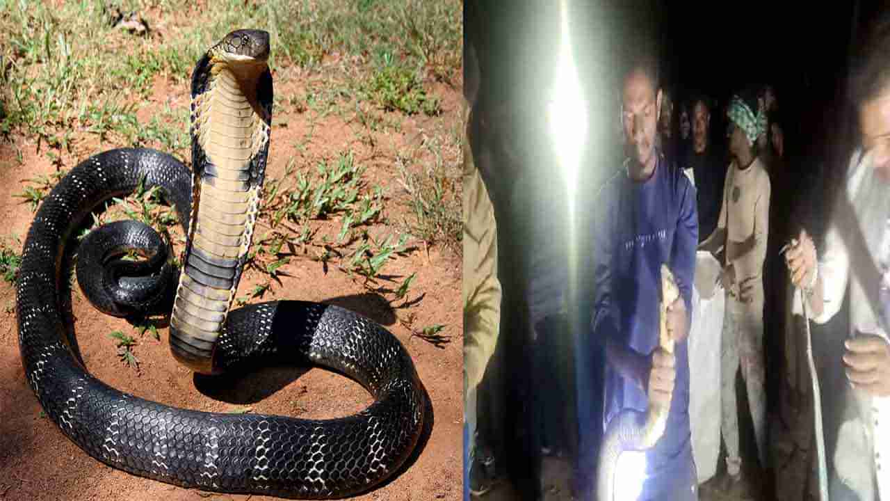 King Cobra: ఓ ఇంటి బయట కింగ్ కోబ్రా కలకలం.. ప్రపంచంలో సిగ్గరి ఈ పాము.. హానిచేయవద్దంటున్న స్నేక్ క్యాచర్స్ ..