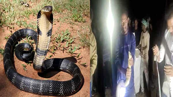 King Cobra: ఓ ఇంటి బయట కింగ్ కోబ్రా కలకలం.. ప్రపంచంలో సిగ్గరి ఈ పాము.. హానిచేయవద్దంటున్న స్నేక్ క్యాచర్స్ ..