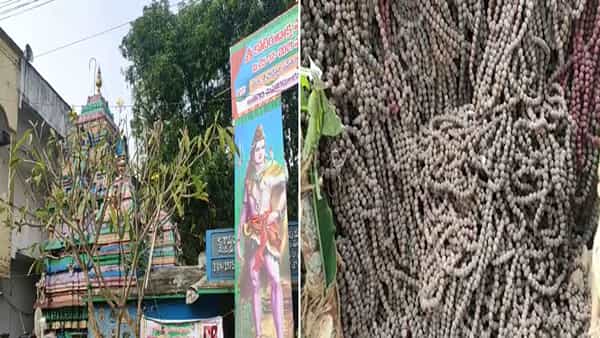 East Godavari: దేశం సుభిక్షంగా ఉండాలంటూ కోటి రుద్రాక్ష మహాయగం.. పూజల్లో పాల్గొన్న అఘోరాలు..