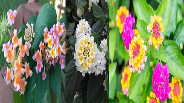 Talambralu Chettu: పిచ్చి మొక్క అని పట్టించుకోని.. ఈ చెట్టు ఆకులు మోకాళ్ళ నొప్పికి దివ్య ఔషధం..