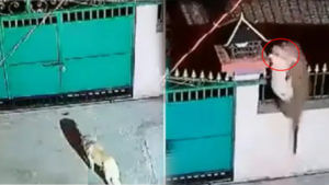 Viral Video: గేటు దూకి పెంపుడు కుక్కను నోటకరుచుకుని ఎత్తుకెళ్లిన చిరుత‌.. చూస్తే వణుకు పుట్టాల్సిందే!