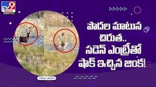 Viral Video: కప్పను వేటాడబోయిన పాము కట్ చేస్తే !! విషసర్పాన్ని మడతెట్టేసిన చిరుత పిల్ల !! వీడియో