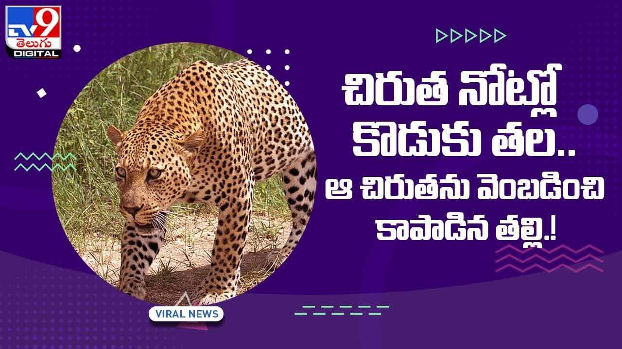 Viral Video: చిరుత నోట్లో కొడుకు తల !! వెంబడించి కాపాడిన తల్లి !! వీడియో