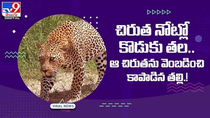 Viral Video: చిరుత నోట్లో కొడుకు తల !! వెంబడించి కాపాడిన తల్లి !! వీడియో Viral Video: చిరుత నోట్లో కొడుకు తల !! వెంబడించి కాపాడిన తల్లి !! వీడియో