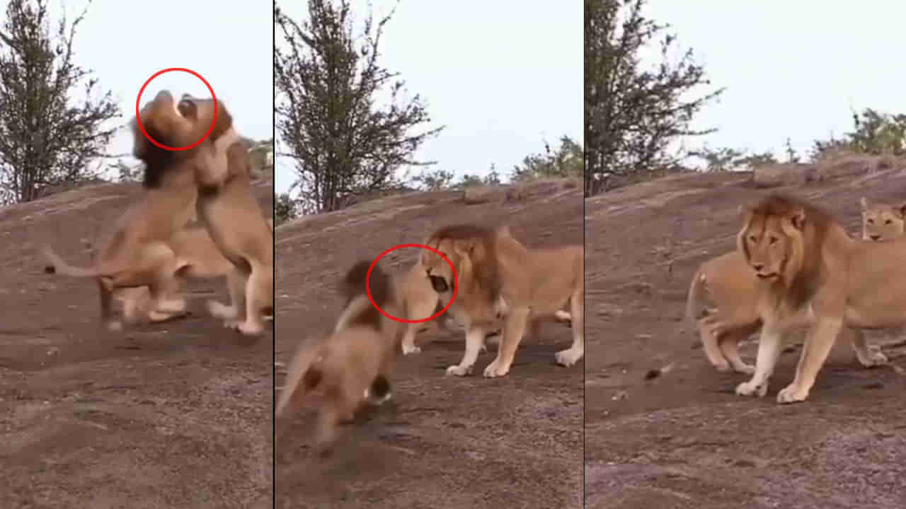 Viral Video: ఆడ సింహం కోసం మగ సింహాల మధ్య భీకర యుద్ధం.. చివరికి ఏం జరిగిందంటే!