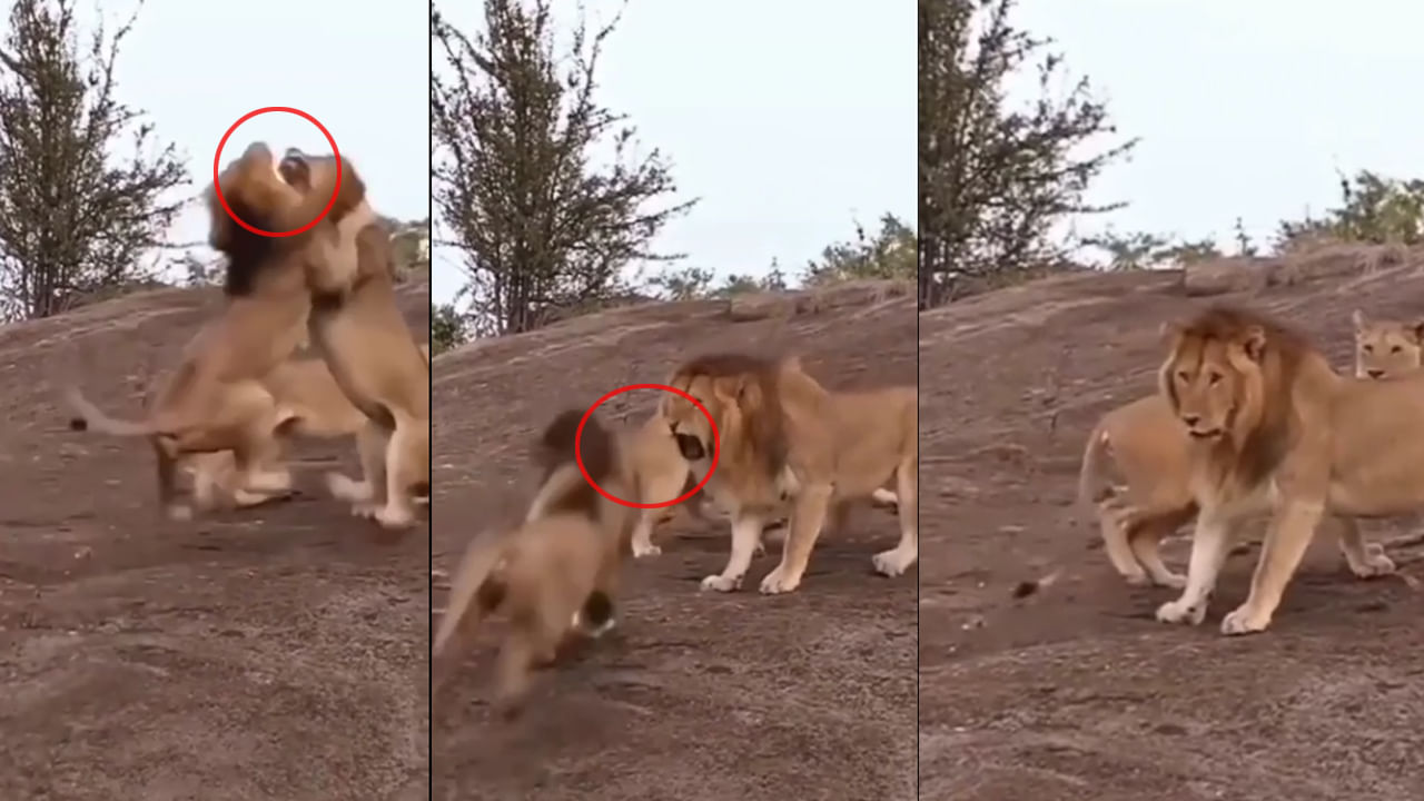 Viral Video: ఆడ సింహం కోసం మగ సింహాల మధ్య భీకర యుద్ధం.. చివరికి ఏం జరిగిందంటే!