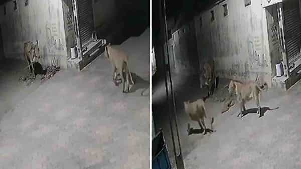 Viral Video: తగ్గేదెలే.. సింహాలకు చుక్కలు చూపించిన ఎద్దు.. నెట్టింట వైరల్ అవుతున్న వీడియో