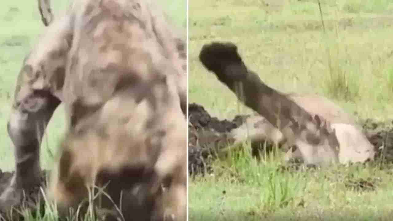 Viral Video: పాపం.. ఈ సింహానికి ఏదో అయ్యిందనుకుంటా.. ఆందోళనలో జంతు ప్రేమికులు.. అదేం చేసిందంటే..?