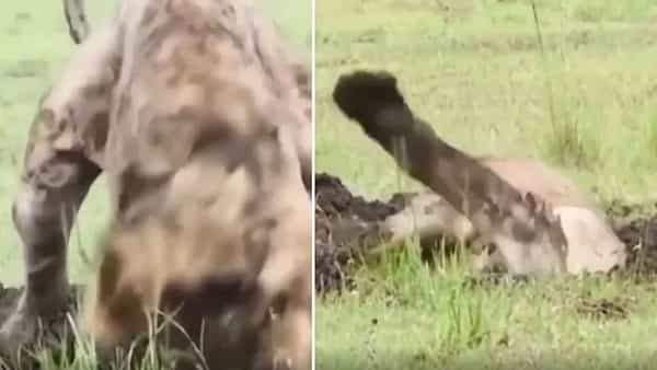 Viral Video: పాపం.. ఈ సింహానికి ఏదో అయ్యిందనుకుంటా.. ఆందోళనలో జంతు ప్రేమికులు.. అదేం చేసిందంటే..?
