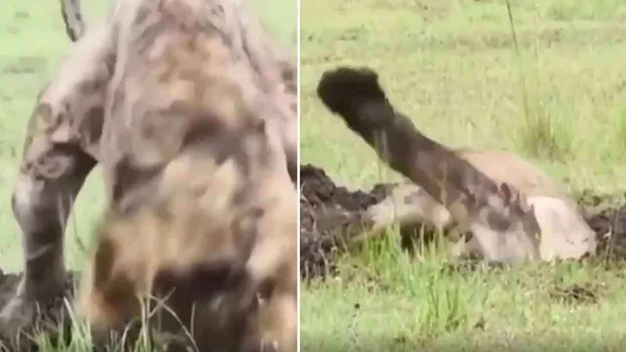 Viral Video: పాపం.. ఈ సింహానికి ఏదో అయ్యిందనుకుంటా.. ఆందోళనలో జంతు ప్రేమికులు.. అదేం చేసిందంటే..?