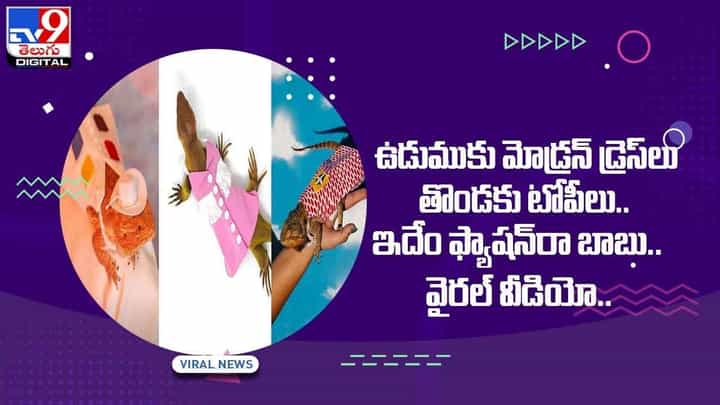 Viral Video: ఉడుముకు మోడ్రన్ డ్రెస్లు, తొండకు టోపీలు !! ఇదేం ఫ్యాషన్రా బాబు !! వీడియో Viral Video: ఉడుముకు మోడ్రన్ డ్రెస్లు, తొండకు టోపీలు !! ఇదేం ఫ్యాషన్రా బాబు !! వీడియో