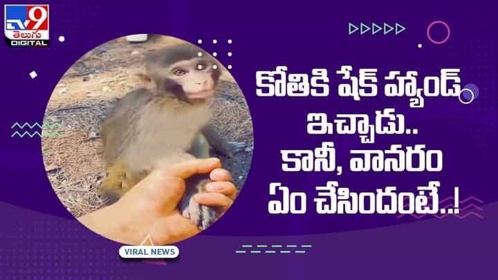 Viral Video: కోతికి షేక్హ్యాండ్ ఇచ్చిన వ్యక్తికి ఝలక్ ఇచ్చిన వానరం !! వీడియో Viral Video: కోతికి షేక్హ్యాండ్ ఇచ్చిన వ్యక్తికి ఝలక్ ఇచ్చిన వానరం !! వీడియో