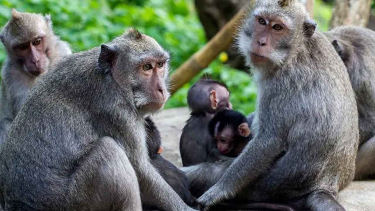 Monkey Revenge: అమ్మబాబోయ్.. పగతో రగిలిన కోతులు.. ఏకంగా 250 కుక్కలను మాయం చేశాయి..!