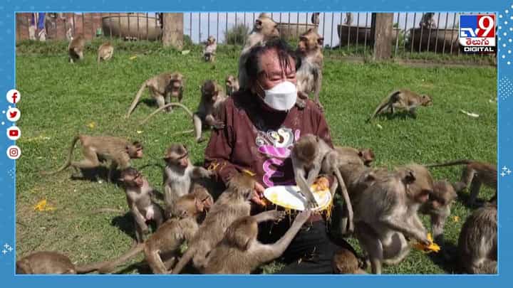 Viral Video: అక్కడ అట్టహాసంగా కోతుల పండగ !! వేరీ వేరీ స్పెషల్ !! వీడియో Viral Video: అక్కడ అట్టహాసంగా కోతుల పండగ !! వేరీ వేరీ స్పెషల్ !! వీడియో
