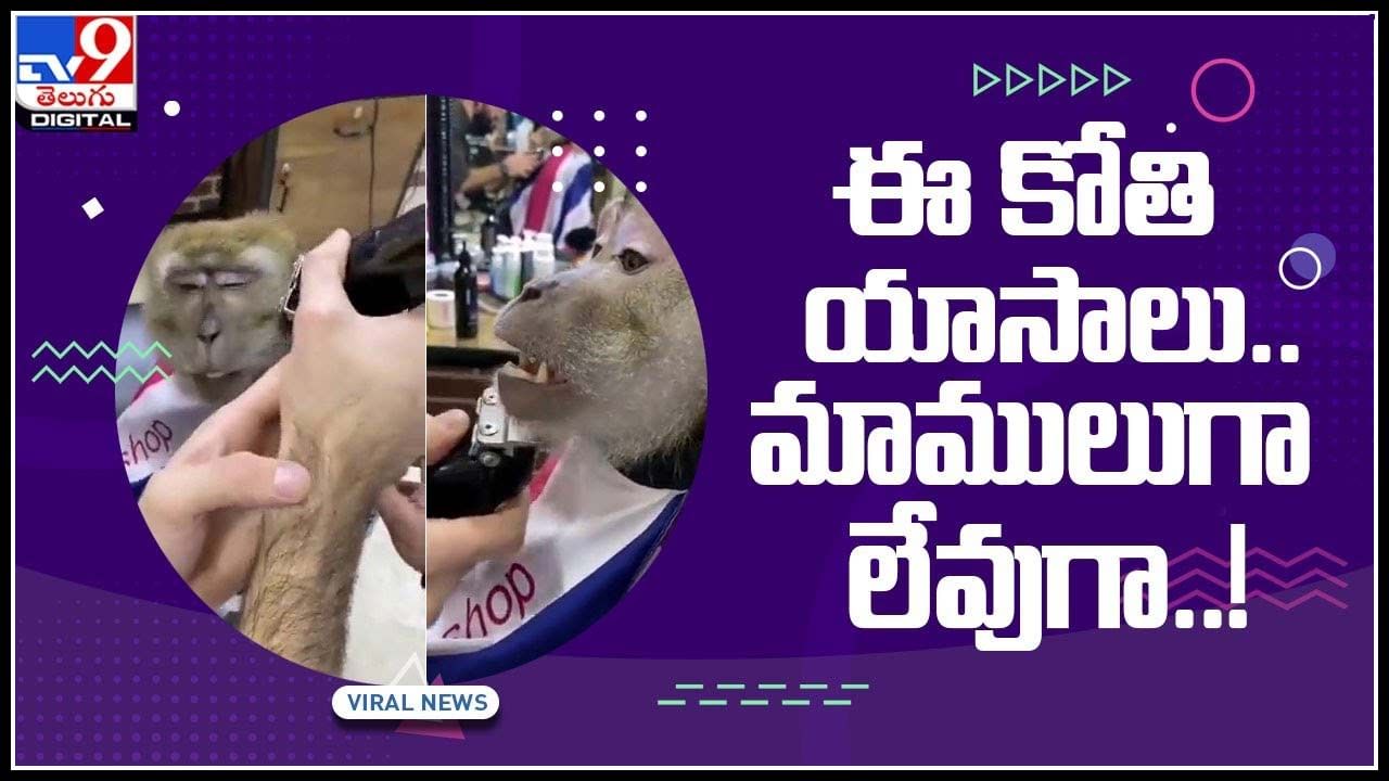 Monkey Expressions Video: ఈ కోతి యాసాలు.. మాములుగా లేవుగా..! కటింగ్ కూడా కావాలంట..(వీడియో)