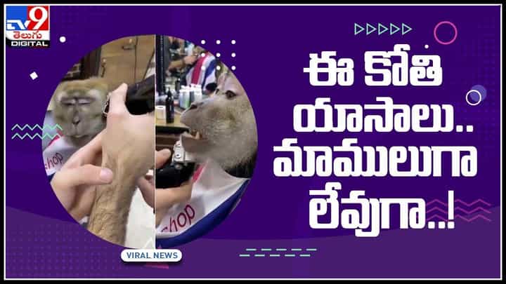 Monkey Expressions Video: ఈ కోతి యాసాలు.. మాములుగా లేవుగా..! కటింగ్ కూడా కావాలంట..(వీడియో) Monkey Expressions Video: ఈ కోతి యాసాలు.. మాములుగా లేవుగా..! కటింగ్ కూడా కావాలంట..(వీడియో)