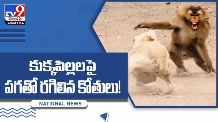 కుక్కపిల్లలపై పగతో రగిలిన కోతులు !! 250 కుక్కలను మాయం !! వీడియో కుక్కపిల్లలపై పగతో రగిలిన కోతులు !! 250 కుక్కలను మాయం !! వీడియో