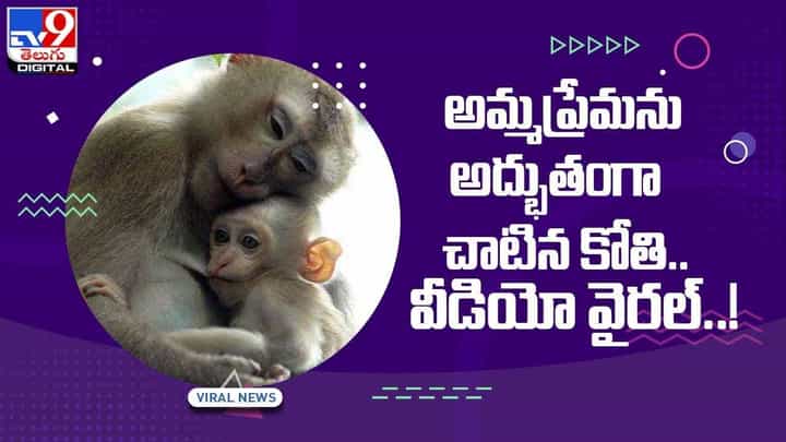అమ్మప్రేమను అద్భుతంగా చాటిన కోతి !! వీడియో వైరల్ అమ్మప్రేమను అద్భుతంగా చాటిన కోతి !! వీడియో వైరల్