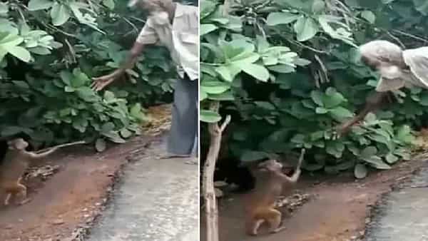 Viral Video: తాతకు సాయం చేసిన కోతి.. వీడియో చూసి ఫిదా అవుతున్న నెటిజన్స్..